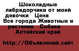 Шоколадные лабрадорчики от моей девочки › Цена ­ 25 000 - Все города Животные и растения » Собаки   . Алтайский край